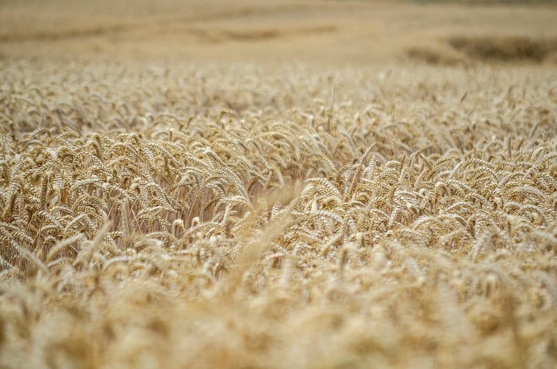 Harvested Produce