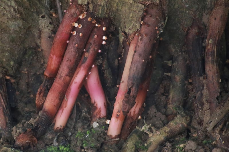 Fungal Disease